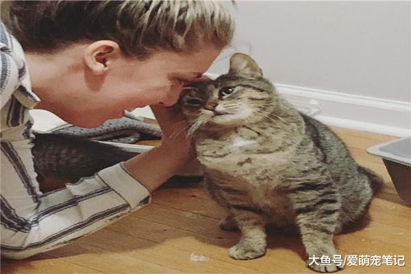 怀孕的流浪猫找家生孩子，产后差点丧命，多亏了好心人的出手相救