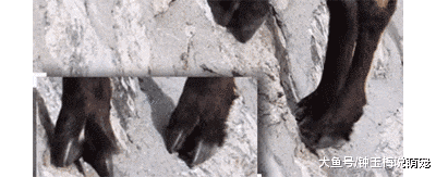 山羊这种生物，当真是牛bility！