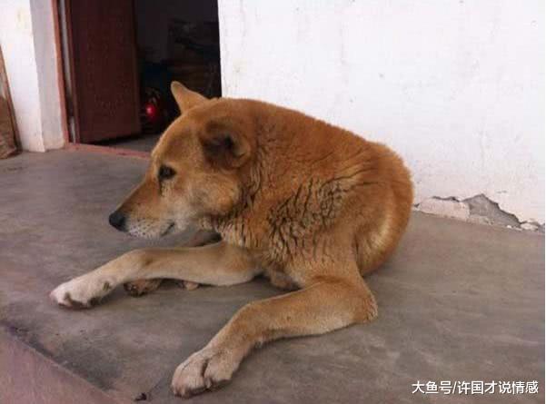 铲屎官陪家中老狗玩了一天，隔日却传来它去世的消息，瞬间泪奔