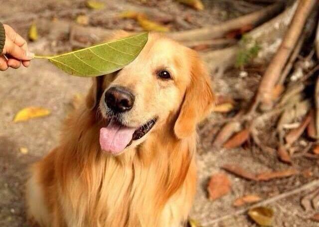 一只纯种的金毛犬, 具有以下“6个特征”, 你家的是串串吗?