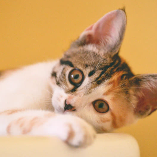 在猫咪认为铲屎官是伟大的人类吗？不，可能只是猫咪的孩子