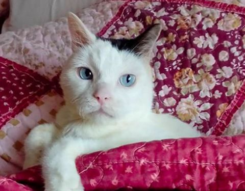 一只瘫痪的小猫咪最爱看风景，每到冬天主人都织一条小围巾送给它