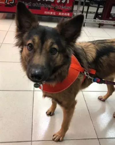 狗子散步回来，它竟然叼回一袋神秘礼物，吓得全家人都不敢吃.....