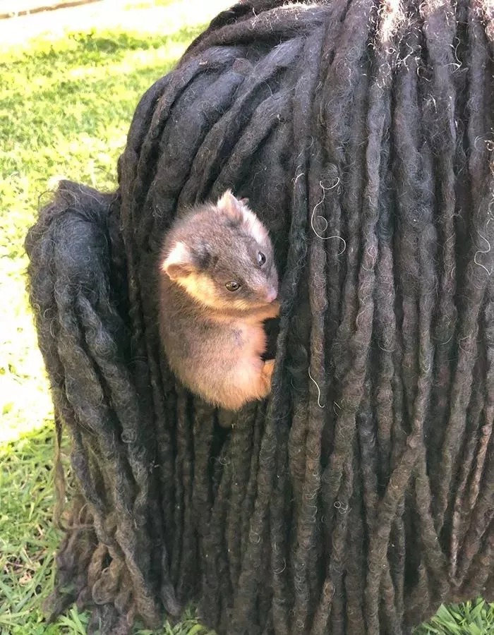 在澳大利亚，遛狗时一定要当心...