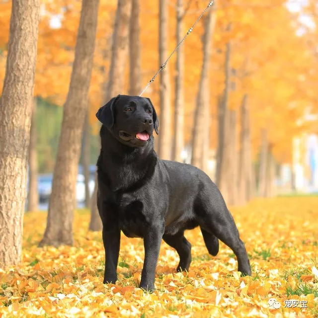 这些养狗误区，你中了多少？
