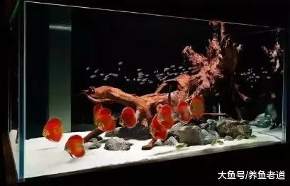 蹭缸擦身就一定是观赏鱼的疾病吗, 我们该如何治疗?