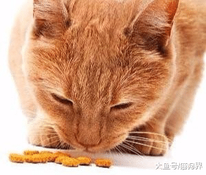 你知道天然粮和普通猫粮有什么区别吗？