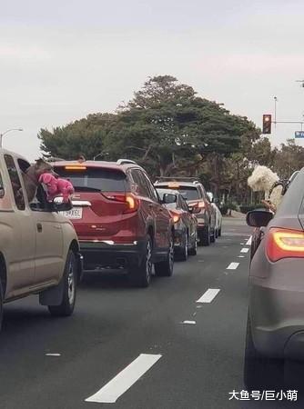 狗狗塞车到绝望，叼玩具跟对面车狗狗互呛：我有玩具你有吗？