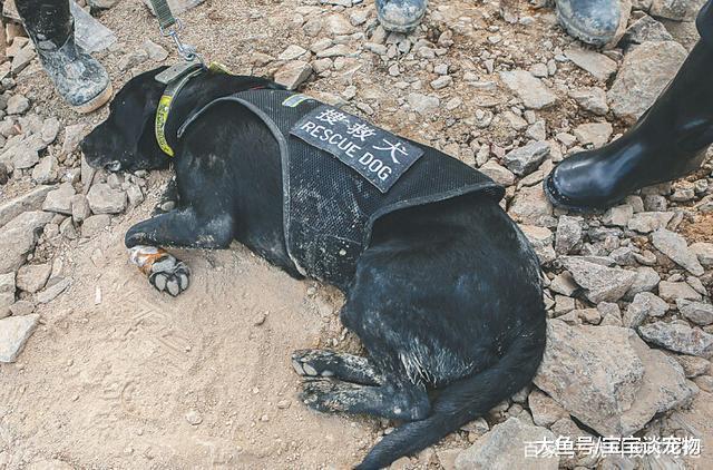 我们当它是伙伴，它却当我们是亲人，看到第6个我再也受不了了