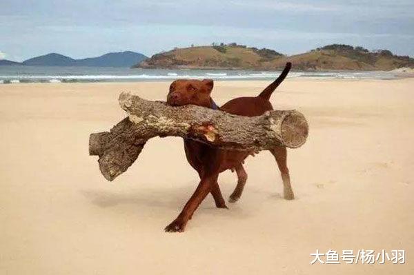 狗子上辈子除了是木匠石匠以外，还可能是个不正经的“狗贩子”