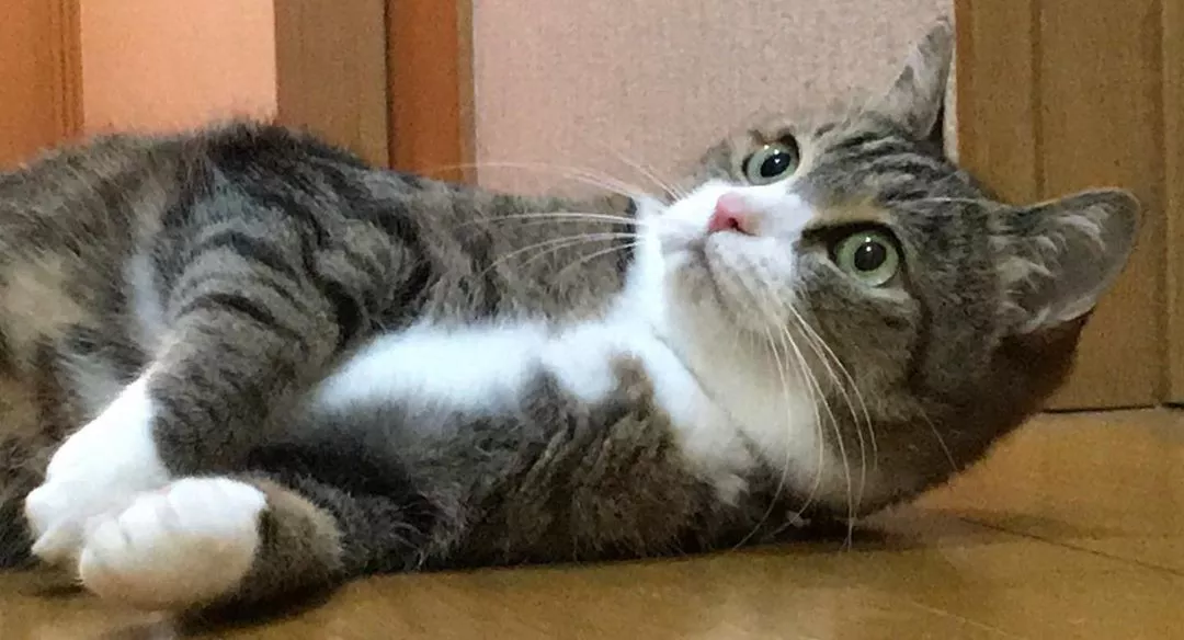 这世界上，还有比猫咪爱嘬脚更让人费解的事情吗？