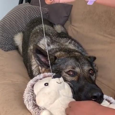 德牧不小心咬坏玩偶，主人缝的时候它超紧张：你这样它会疼的！