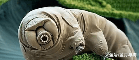 已经活5亿年，烧不死也冻不死，想吃煮不熟