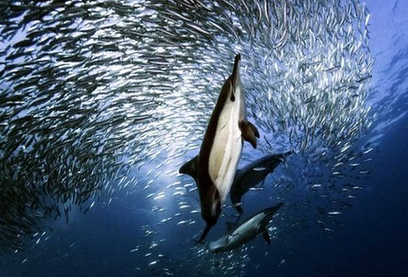 海豚可以和鲨鱼抗衡，但对人类很温柔，原来在它眼中的人类是这样的