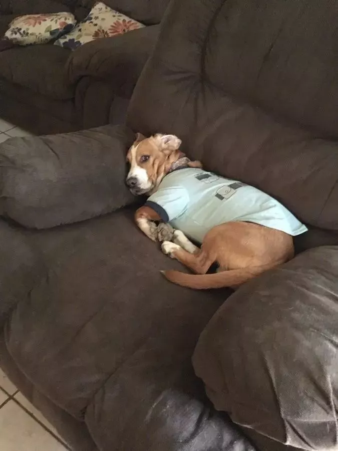 网友吐槽：每当老爸出门，狗砸就开始在家演起了苦情戏...