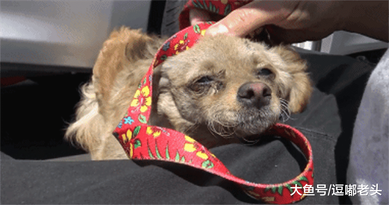 戒备心很强的流浪狗如何去救助？救助人员需要有爱和耐心