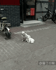 猫咪也有夫妻相吗？