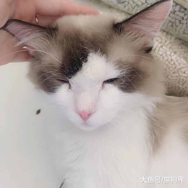 如何躲开买猫雷区，选到最心仪的猫咪？