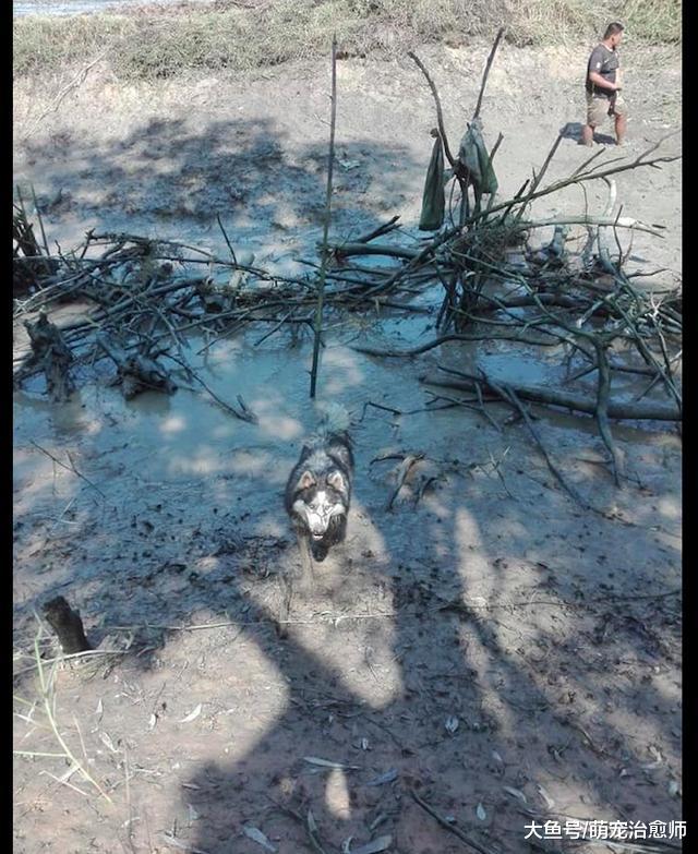网友带哈士奇去地里干活, 结果它却跳进泥塘里打滚, 帮倒忙的啊!