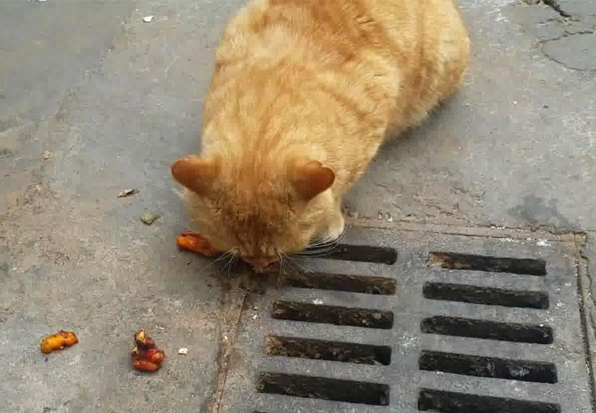 大橘猫肥成猪, 躺在地上抱着营养膏舔, 猫: 我还能吃……