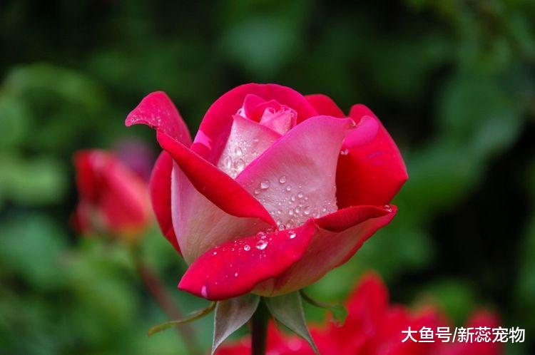 未来十天，3个生肖财路宽，事业高升赚大钱，羡煞旁人