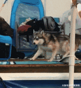 二哈下水学游泳, 结果入水后, 它的反应笑喷了: 我慌的一批啊!