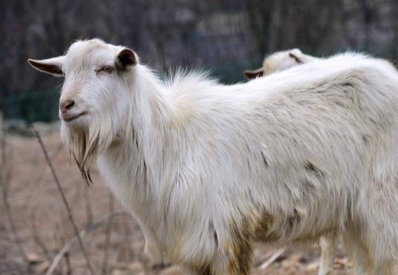 “大金羊”，好好看看，别“身在福中不知福”了