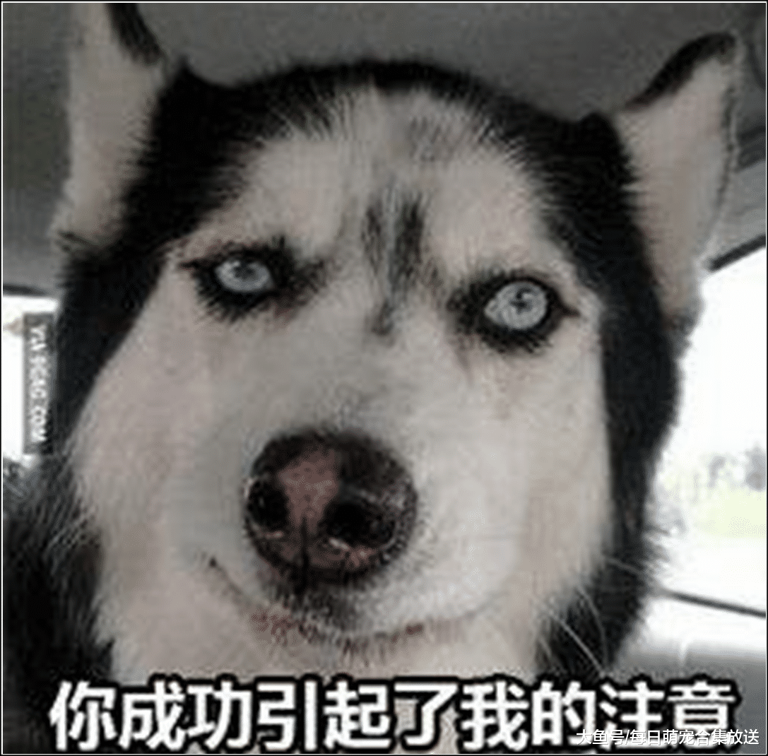 女主怀孕，发现门口每天都有两只鸡，邻居的话让她不淡定了