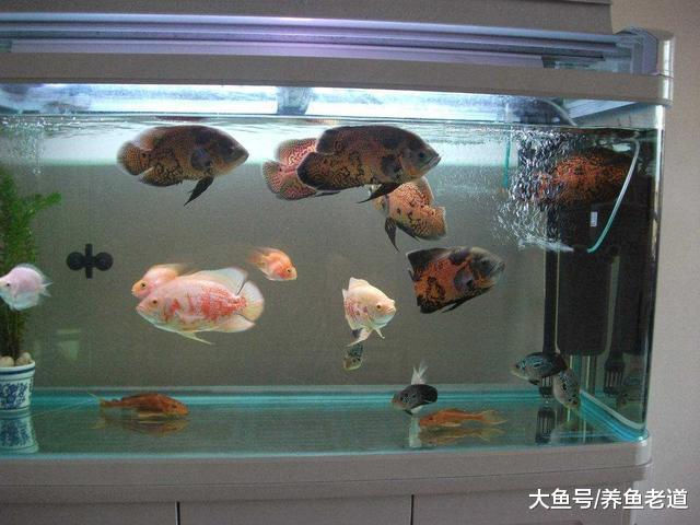 不是說我們整天守在魚缸前就能觀察出魚病的，這里邊有個訣竅！