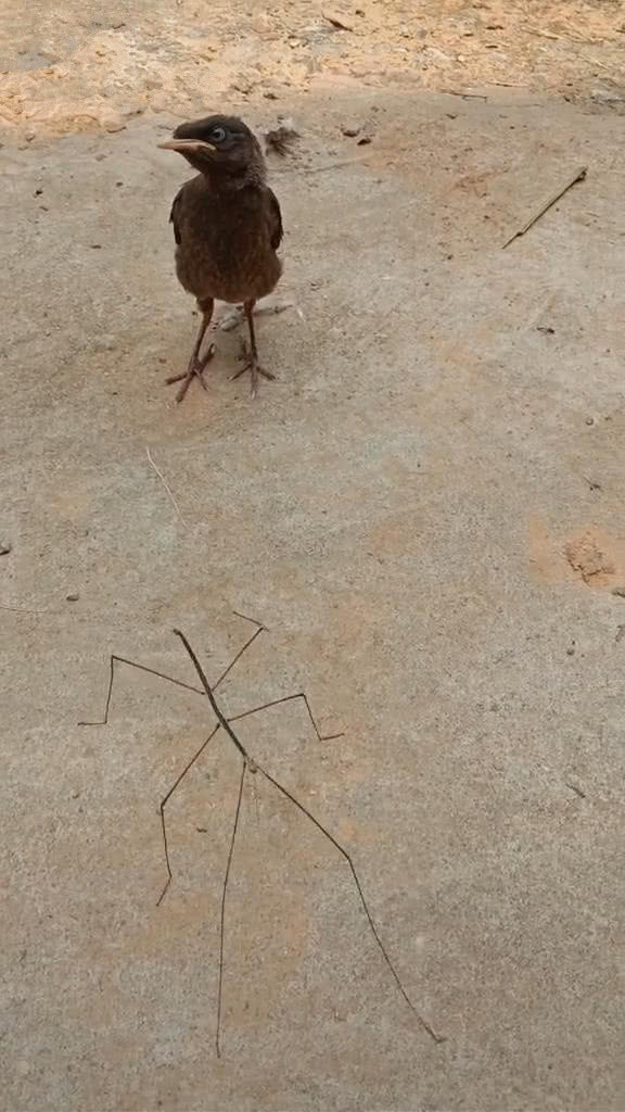 女孩回农村发现怪动物，仔细一瞧捂住嘴不敢发声，真是长见识了！