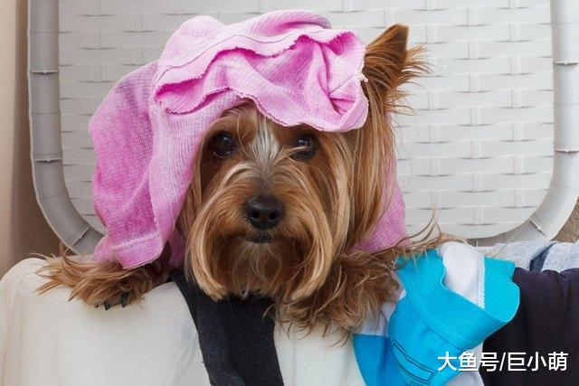 金毛吃掉20多只袜子！原因是太爱主人，狗狗真是太疯狂了