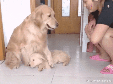 金毛为了保护孩子，结果跟主人“翻脸”，狗：我会管教好它