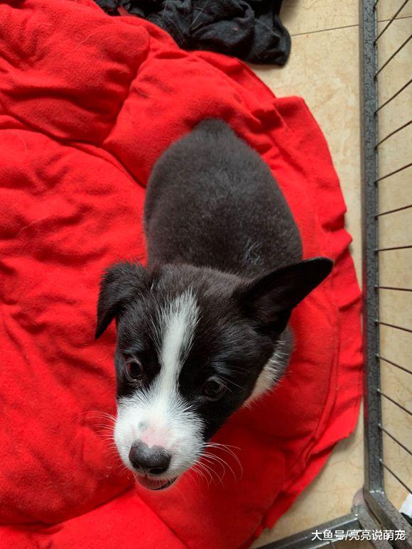 网友买了六只柯基，养这么多只还挺费劲，它们也不让人省心