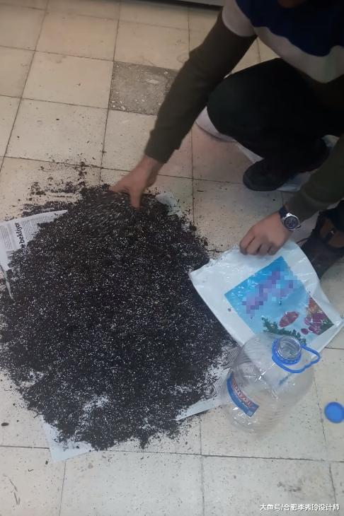 ?塑料油桶斜切几刀，能种30颗洋葱，个头大又好看，叶子还能炒着吃