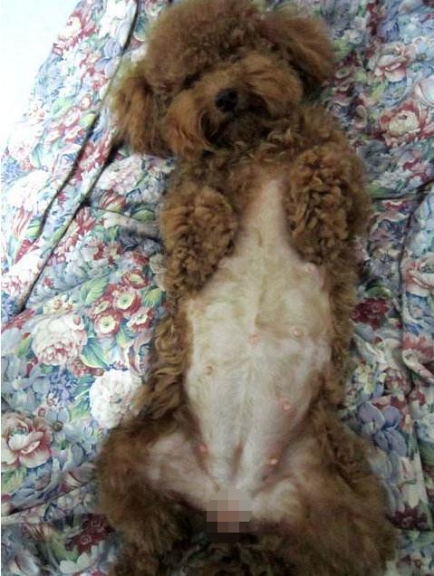 泰迪向你露肚皮是信任你？很多人理解错了，其中隐含这5个意思！