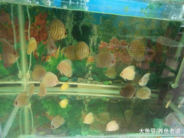 很多的观赏鱼苗出现黑体现象，然后大批死亡的原因会有哪些？