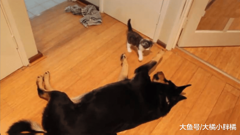 小猫想从小狗的身边借道，不料小狗装睡，真是太可爱了