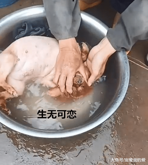 90岁的老大爷在街边上洗“鸡”，近看才知道缘由，姜还是老的辣