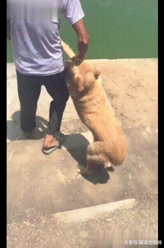 爷爷拖着不愿洗澡的金毛去湖边，它表情是一脸绝望：不要啊！