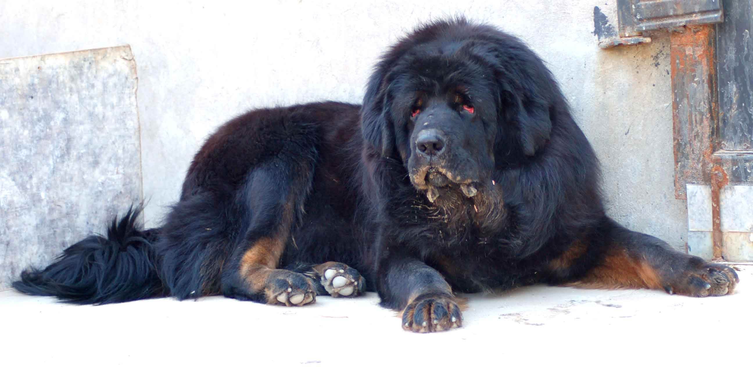 原生的藏獒是一种什么样的存在？带你了解真相！