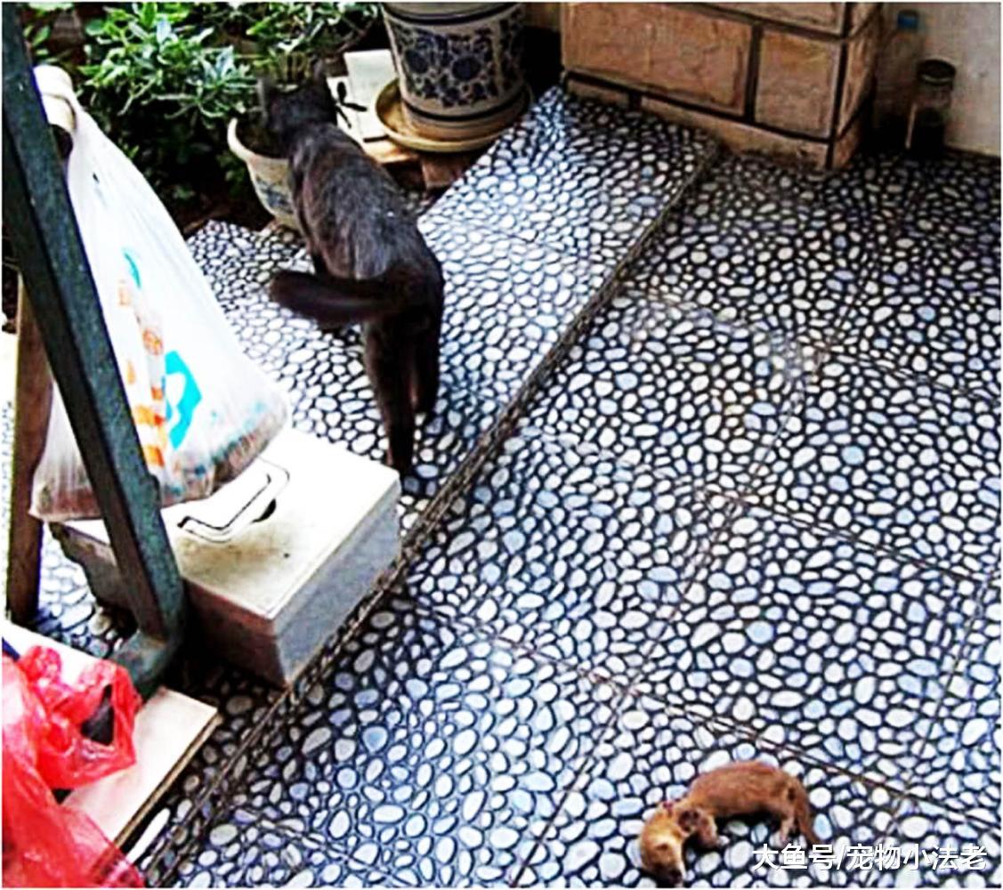 黑貓咬死黃鼠狼并叼回家，網友嚇得半死，但隨后一幕卻被感動落淚