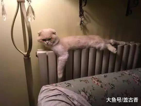 女主下班回家后，发现猫咪睡在暖气炉上，它抬头的一瞬间笑喷了！