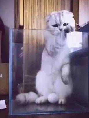 猫咪一觉醒来发现自己身下有个蛋，立马清醒：我难道是一只母鸡？