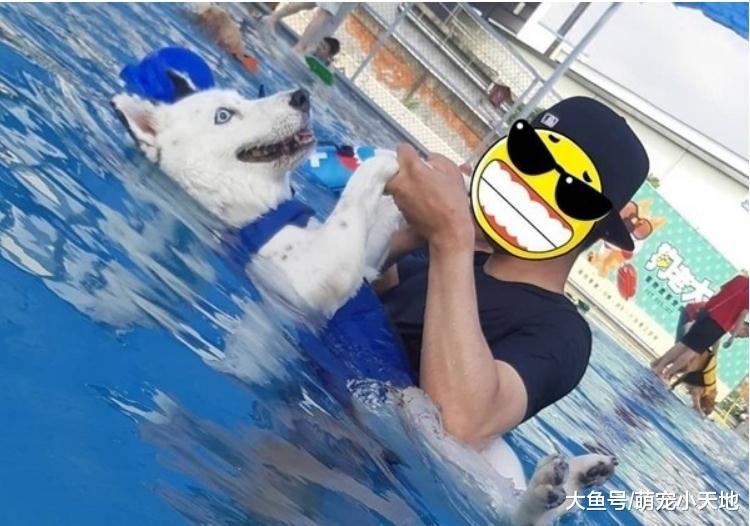 混血二哈一碰水就石化僵在那儿动也不动，完美演绎眼神死