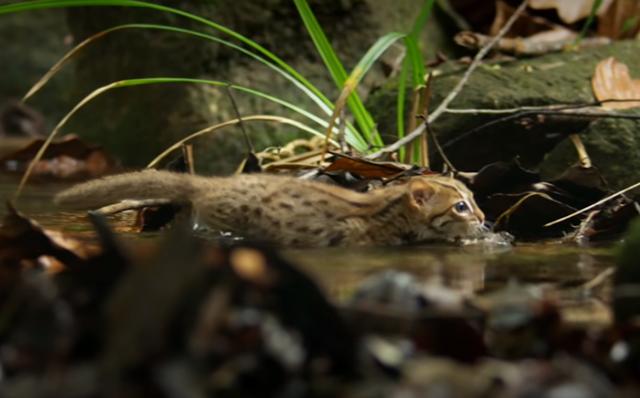 背影凶猛豹纹，下秒被猫咪萌到！动物世界几种豹纹猫咪差别好大