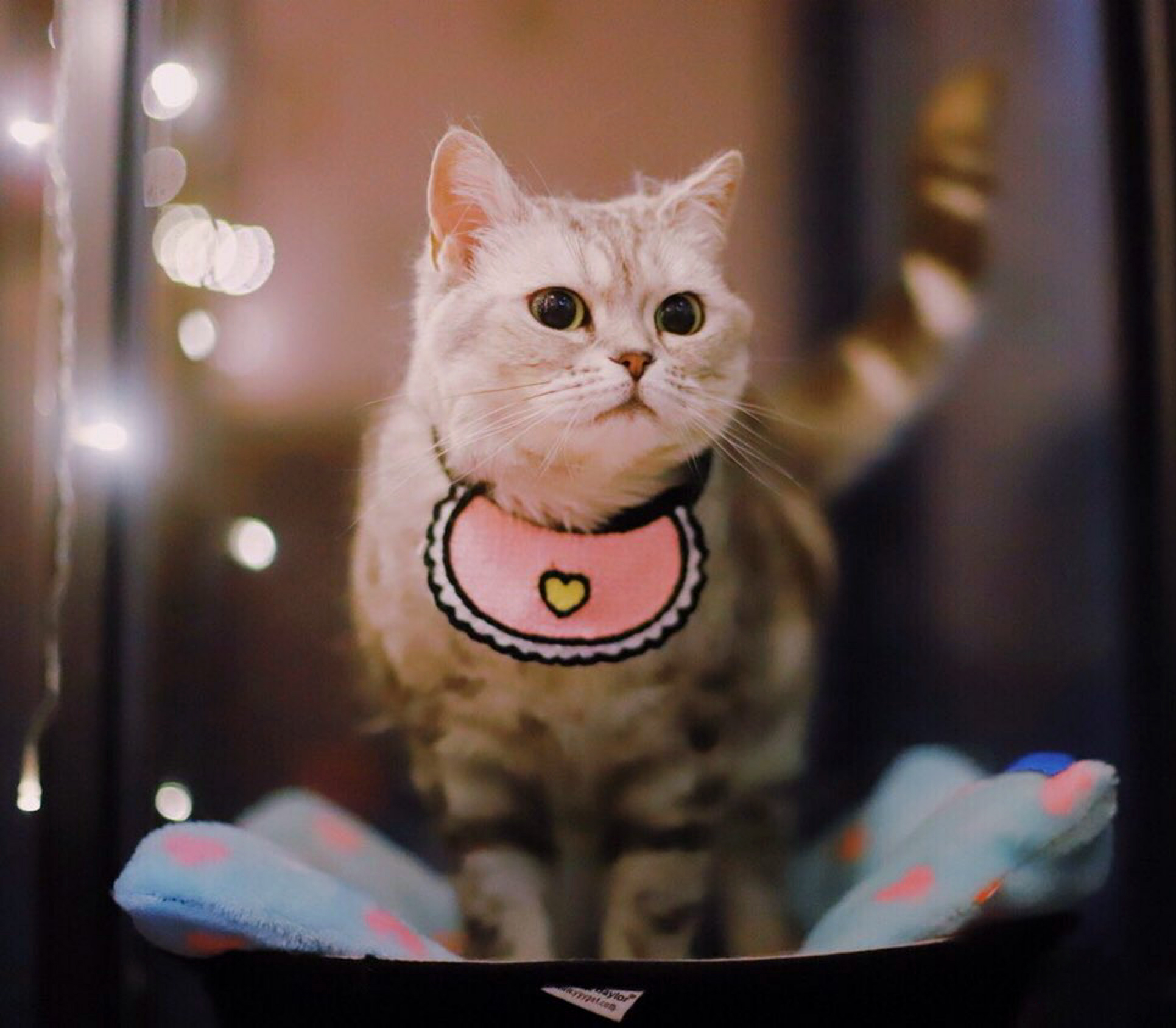 颜值逆天的软萌猫咪居然向猥琐大叔发展了！有图有证，笑喷了……