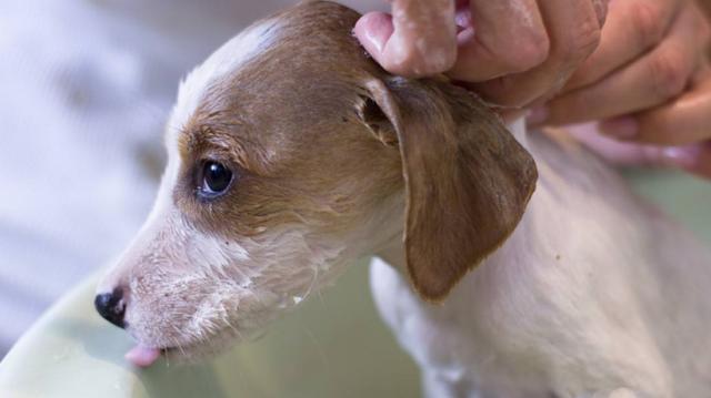 你以为这样是为狗狗好，实际是在伤害狗狗！很多狗狗已中招