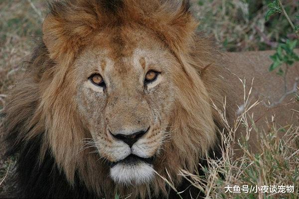 什么動物可以殺死獅子，野生非洲獅有多厲害你知道嗎？