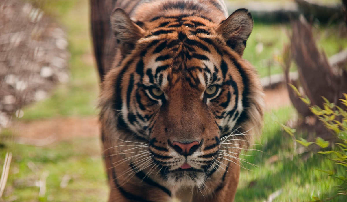 50年代湖南的“百虎围村”是真是假？能率领百虎的虎王存在吗？