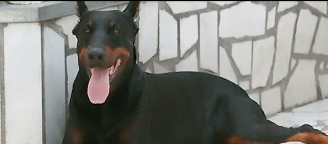 小女孩被凶猛大狗咬住，妈妈走近发现，欠狗狗报答不完的恩情